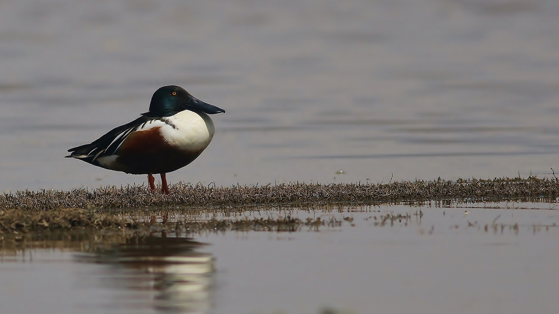 Northern Shoveler
